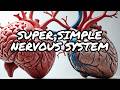 Sympathetic vs Parasympathetic Made Super Simple!