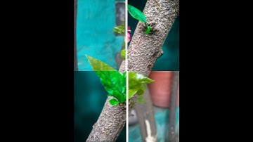 #sortvideo kinemaster line wipe transition PicsArt photo BG change lr effect#mk_editz016#viral#sort