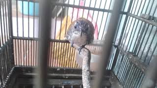 Tepus Mini / Sniper dada Putih gacorrrrr