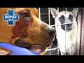 Vets Fight for Animal Abuse Survivors 💔 | Bondi Vet Compilation | Bondi Vet
