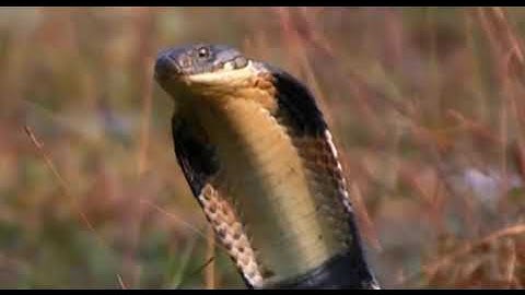 Ra thăm vườn bị rắn cắn nguy kịch