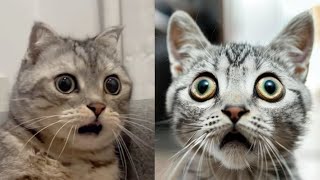 😻😂 Epische Katzenpannen, die dich zum Lachen bringen werden! 😂😻