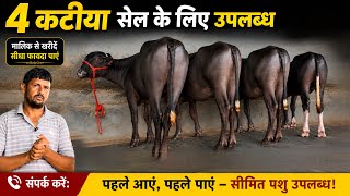 4 कटीया टोप क्वालिटी की सेल के लिए उपलब्ध Sunil Dairy Farm ✅