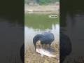 Bird Hunt Big Fish #funny #fish #bird #hunting