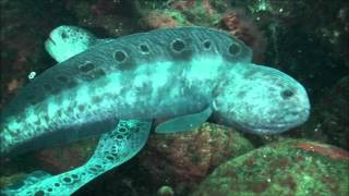 SSE Wolf Eel's Journey