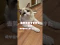 去勢手術したらそうなるよね。。。#去勢手術 #shorts #ラグドール #猫 #布偶猫 #マカロンDaily