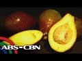 Salamat Dok: Avocado | Cure Mula Sa Nature