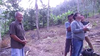 Job Drone Di Kotamobagu Kebun Nanas Johansuji Vlog