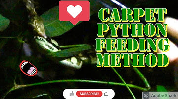 Carpet Python feeding methods