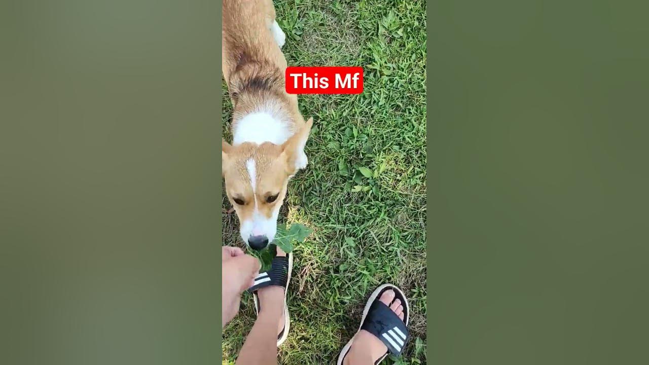 should-dogs-eat-leaves-is-this-normal-youtube