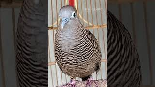 Local turtle doves have a crystal clear topcer sound for bait that responds immediately #shorts