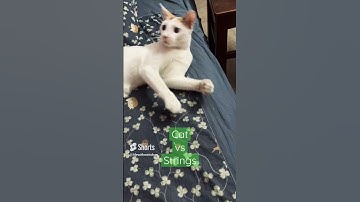 #cat vs string 😹 #minichan #funnyvideo
