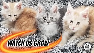 Watch a Maine Coon Kittens' Amazing First 3 Months!
