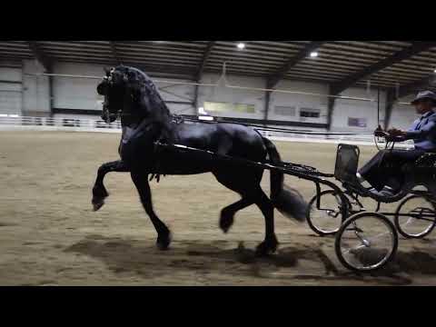 Friesian Horse Association of North America - YouTube