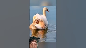 This man rescued a baby swan with a string lodged... #animals #shortvideo #shorts