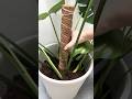 Propagating &amp; Repotting Monstera 🪴🌿 #gardening #relaxing