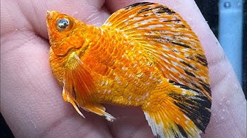 THANH LÝ các dòng cá & tặng cám cho người mới part 2