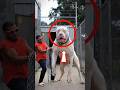 5 CANI che NON SCHERZANO 😱🌍‼️ #top3 #facts #animali #shorts