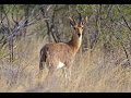 Man vs Africa Mountain Reedbuck hunt Crusader Safaris