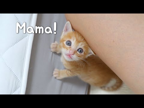 the Surest Action of a Kitten who <strong>Thinks</strong> of a Person as a Mom!