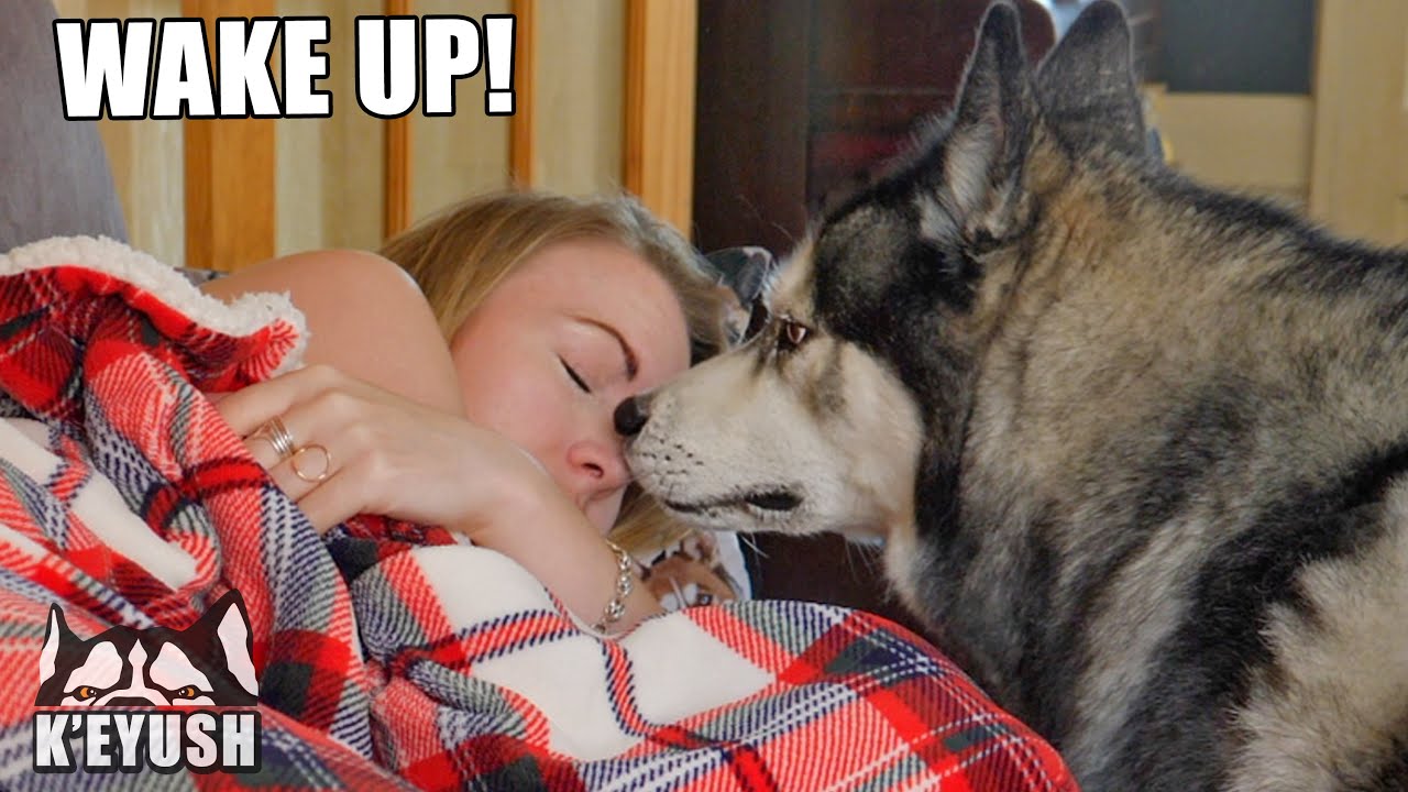 Trying To NAP With A HUSKY! He Won’t Let Me!