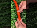 How to Fix a Broken Garden Hose Using Zip Ties