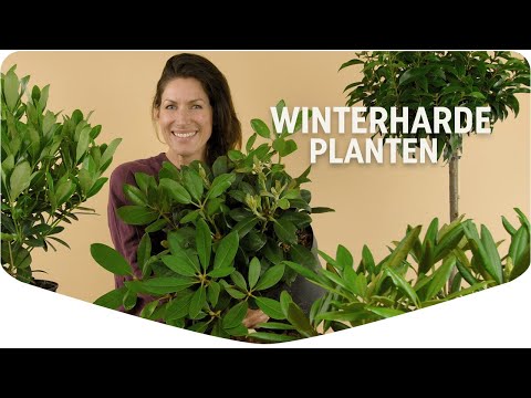 Video: Winterharde Sternbergia