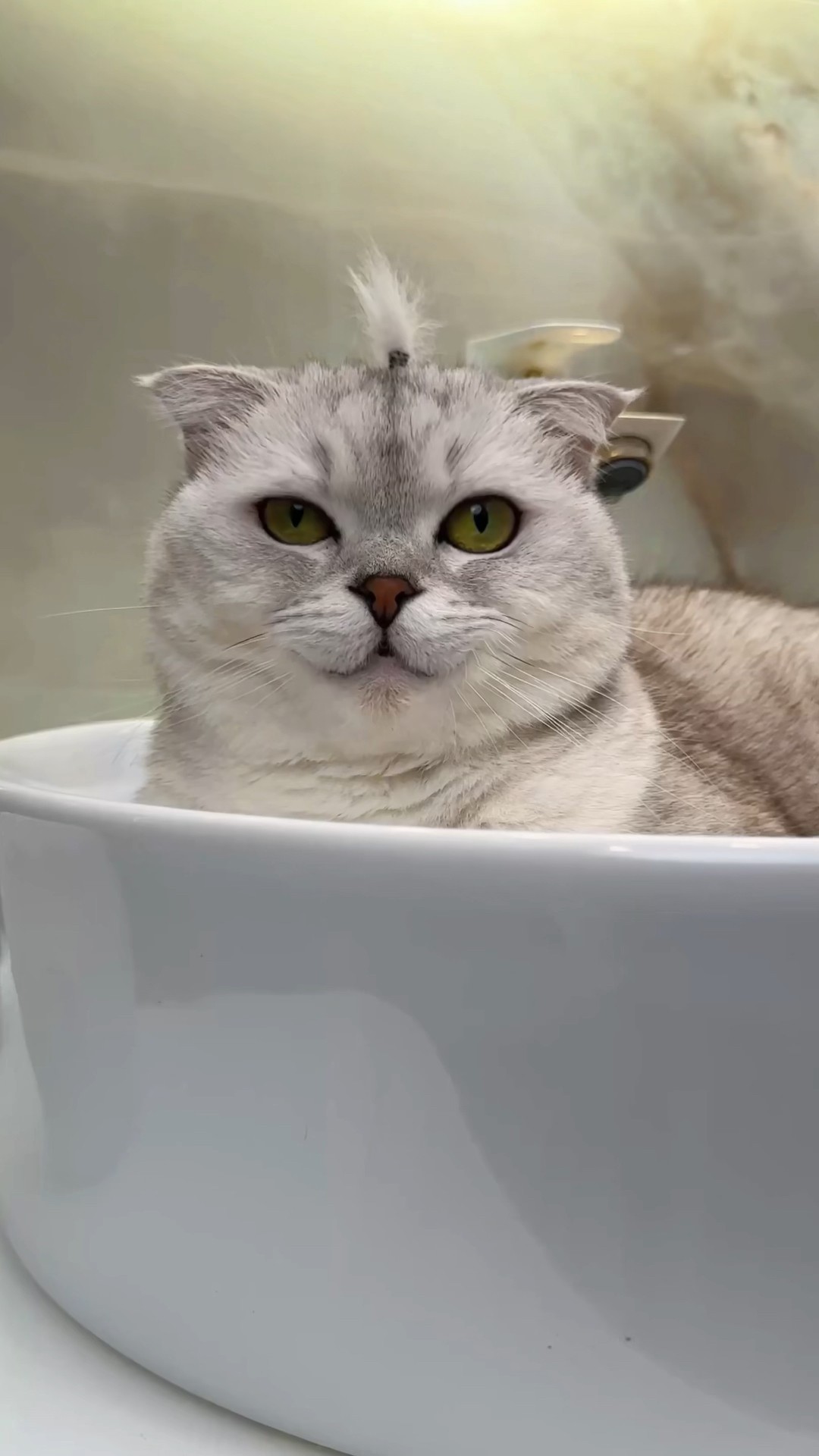 I won't joke with Sonya anymore? #cat #cats