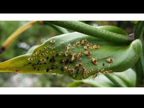Видео: Aphid Midge мэдээлэл - Aphid Predator Midges бүхий цэцэрлэгийн хортон шавьжтай тэмцэх