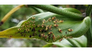 Tree Mob™: Beneficial Predators for Pest Management