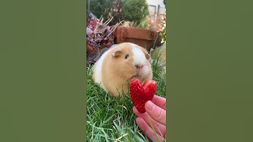 Thumbnail of Guinea pig says ,,I love you“