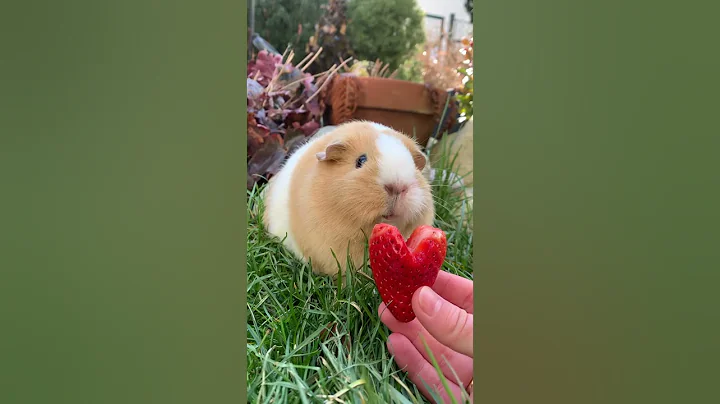 Guinea pig says ,,I love you“