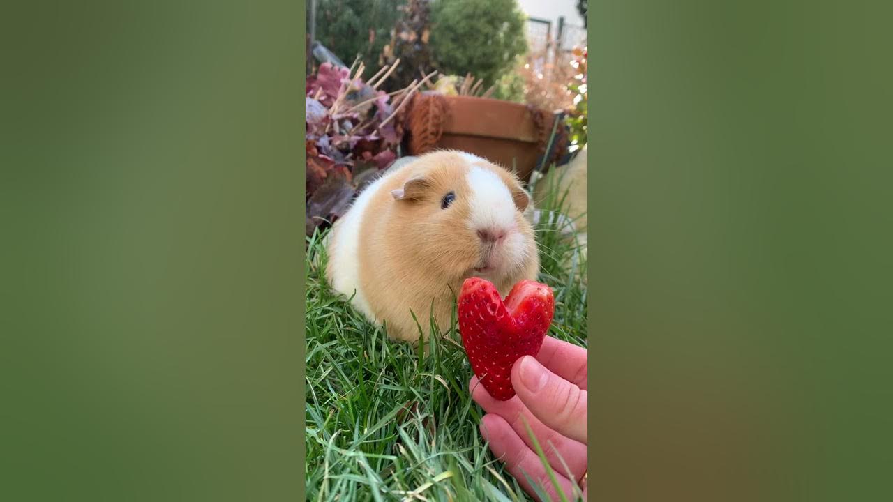 Guinea pig says ,,I love you“