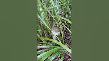 Coastal Carpet Python I removed from a puppy’s yard in Glenview #snakecatcher #snakevideo #snake