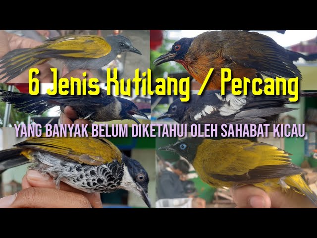 Kutilang / Percang || Mengulas 6 Jenis Burung Kutilang Yang Banyak Belum di Ketahui Orang. class=