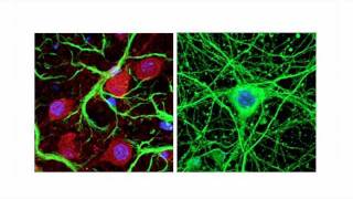 Robarts Virtual Tour - In Vitro Molecular Imaging Facility