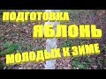 ПОДГОТОВКА ЯБЛОНЬ К ЗИМЕ.Уход за яблоней осенью