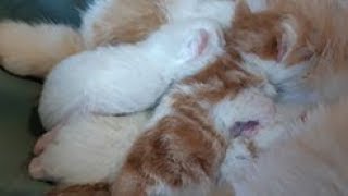 Котята экзоты Котята экзоты