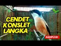 Pancingan Cendet Paling Handal Untuk Cendet Miyik Dan Males Kicau Agar Bunyi Mp3 - Mp4 Download