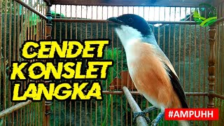 Pancingan Cendet PALING HANDAL untuk CENDET MIYIK dan Males KICAU Agar Bunyi