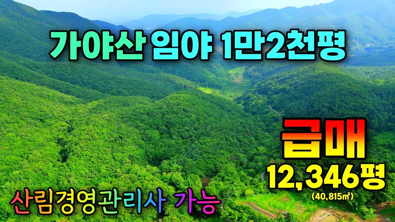(NO.8508) 가야산 만2천평 넓은 임야 급히 처분합니다 8천만원