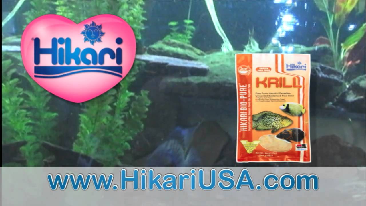 marine aquarium 3.3 pro apk Hikari Bio-Pure Frozen foods