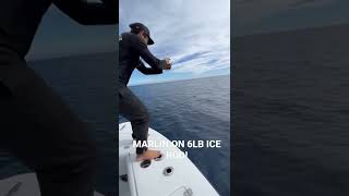 Catching a marlin on a ice rod with 6lb line! 🎣💪📸 @stellajunesportfishing follow @dailysportfish