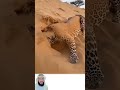القوة ليست في حجم الجسد بل في سلاح لا يمكنك اختراقة اكسبلور لايك ترند تحفيز