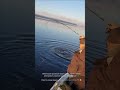 На что может реагировать крупная щука в тёплой воде 🐊 Ответ в конце видео