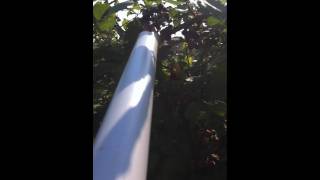 BlackBerry Picking Pole 091011 1 of 2