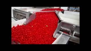Rayvolution Sorting Cherry Tomato Raytec