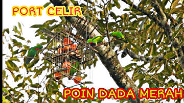 Memikat Serindit || Pikat Serindit Di Port Celir / Poin Dada Merah #pikatserindit #portcelir