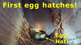 Blue bird egg hatch highlights  mother eats the shell like a potato chip