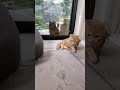【野良猫クロちゃんシリーズ⑭】調子乗って野良猫先輩にナメた態度を取るけど、上手い具合にごまかすチロルちゃま